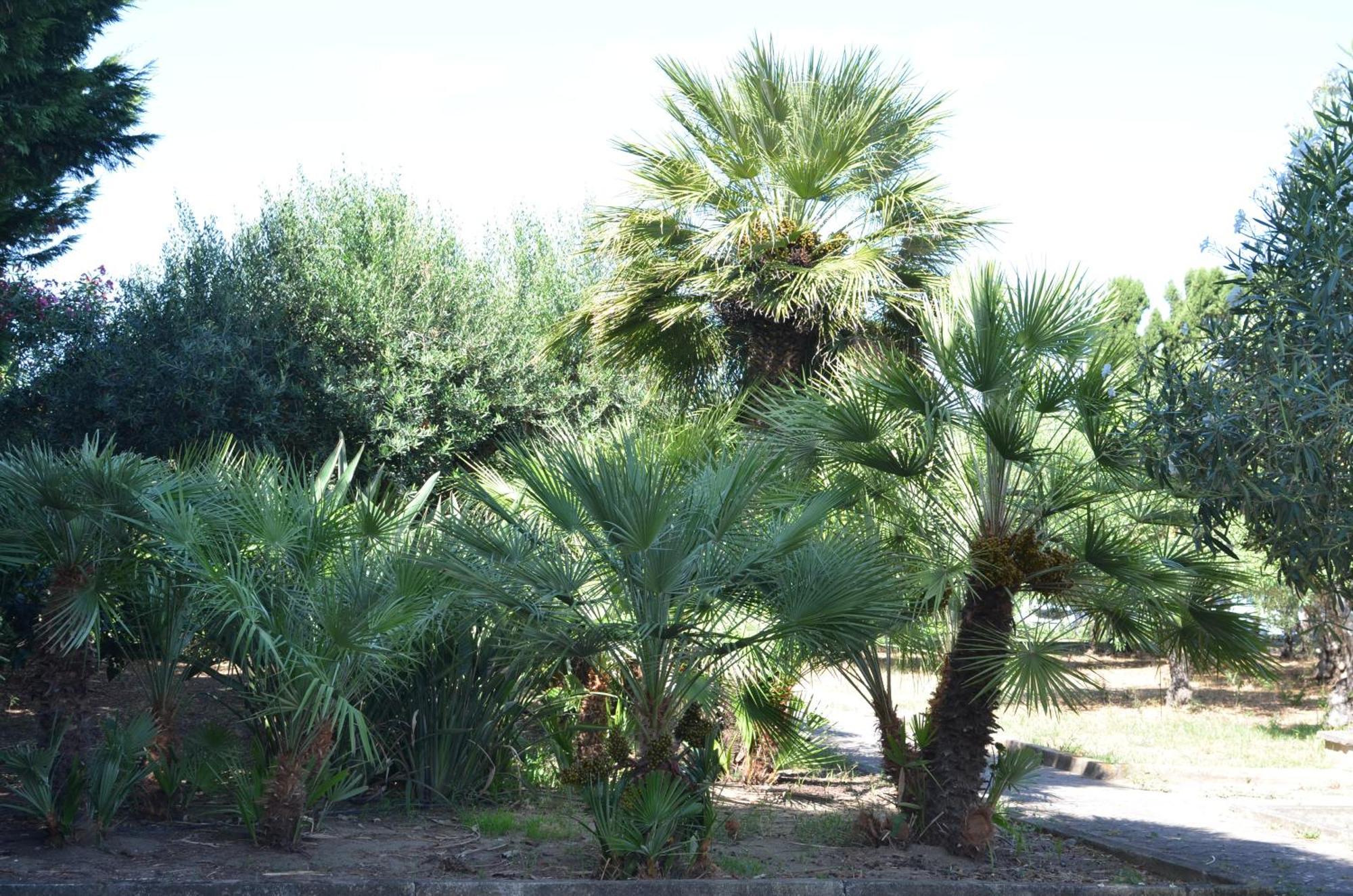 Villa Teti - Sicilia Campofelice Di Roccella Eksteriør billede