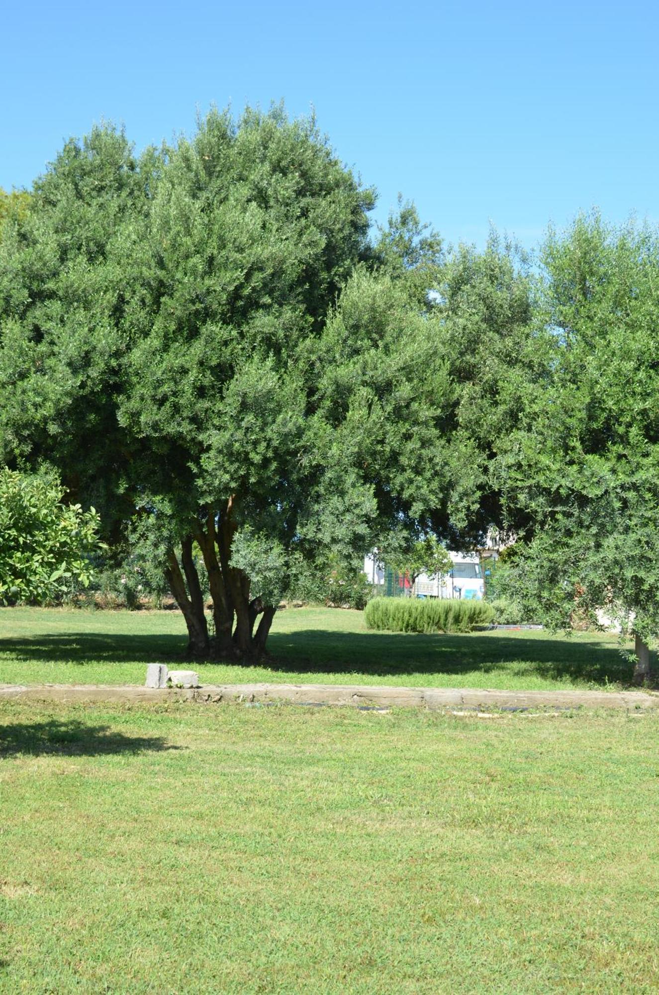 Villa Teti - Sicilia Campofelice Di Roccella Eksteriør billede